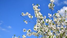 İlk cemre ne zaman düşecek? 2026 bahar müjdesi 2 ilk cemre ne zaman dusecek 2026 bahar mujdesi 44EiaYkM