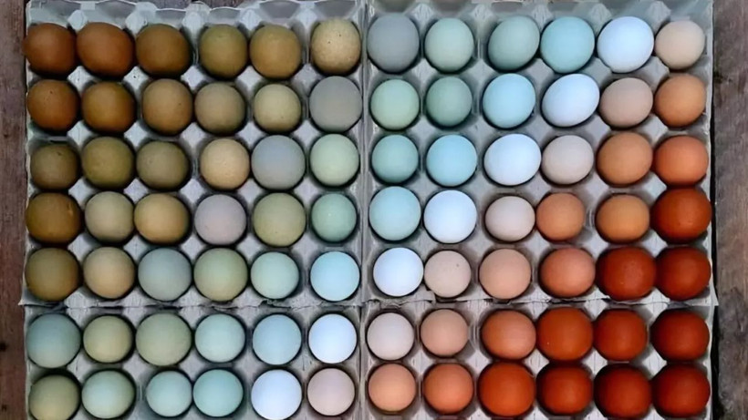 kahverengi yumurta tarih oluyor marketler beyaz yumurtaya gecti 2 gsIfy98F