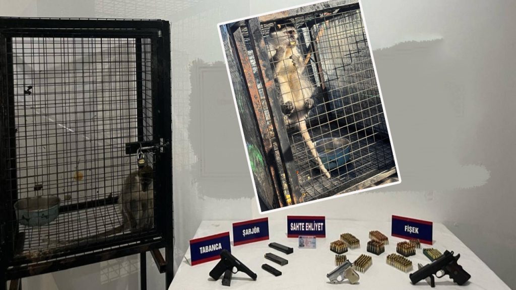operasyonda maymunun sirri aydinda silah ve hayvan kacakciligi iegbBcgD