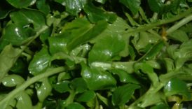 super gidalarin sahi belli oldu qBpHBYif