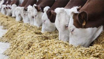 yem fiyatlarina buyuk zam ekstra kdv alinacak hk6hyvZd