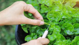 yol kenarinda gormezden geldigimiz yesil hazine 100 puanla dunyanin en saglikli sebzesi hiLp81nx